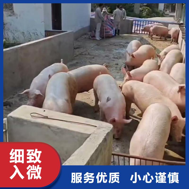 湖州到羊运输专用车监控到位
