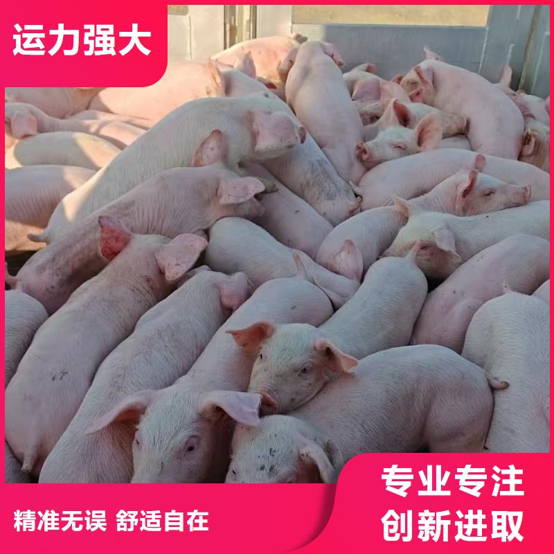 威海到牲畜运输耐心细致