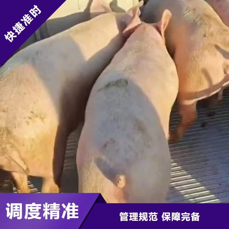 宿迁到生猪恒温车运输服务有保障