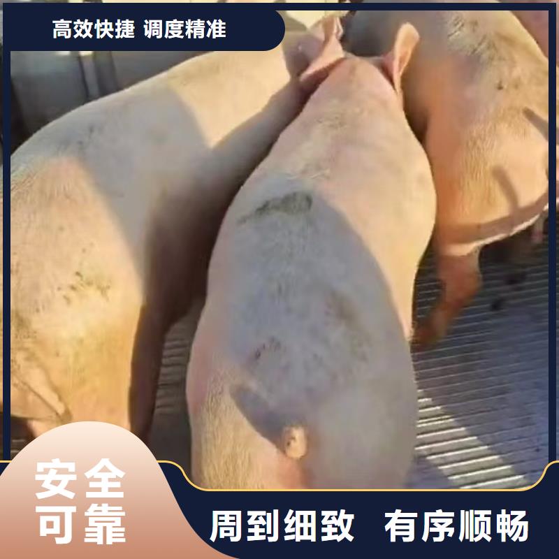 衢州到猪笼车运输保障