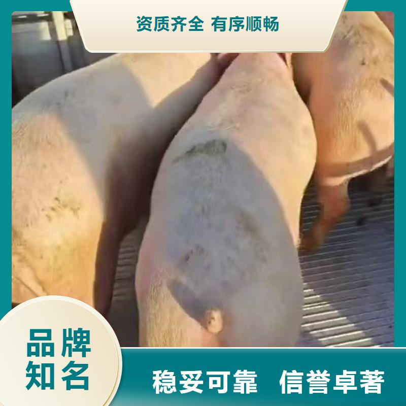 宿迁到生猪运输便利快捷