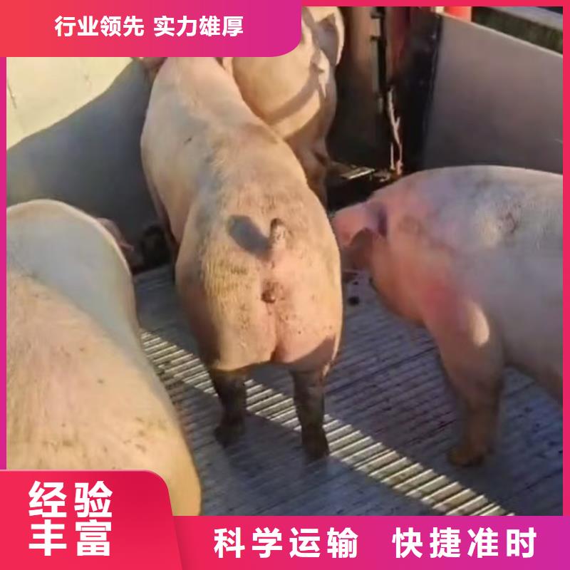 湖州到羊运输专用车监控到位