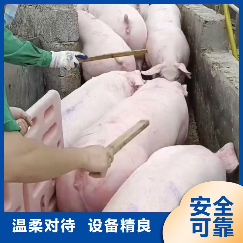 宿迁市沭阳到生猪空调车运输合规经营