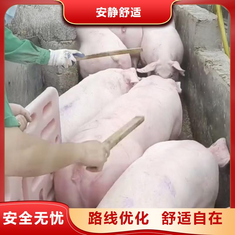 宿迁到高栏车肥猪运输天天发车