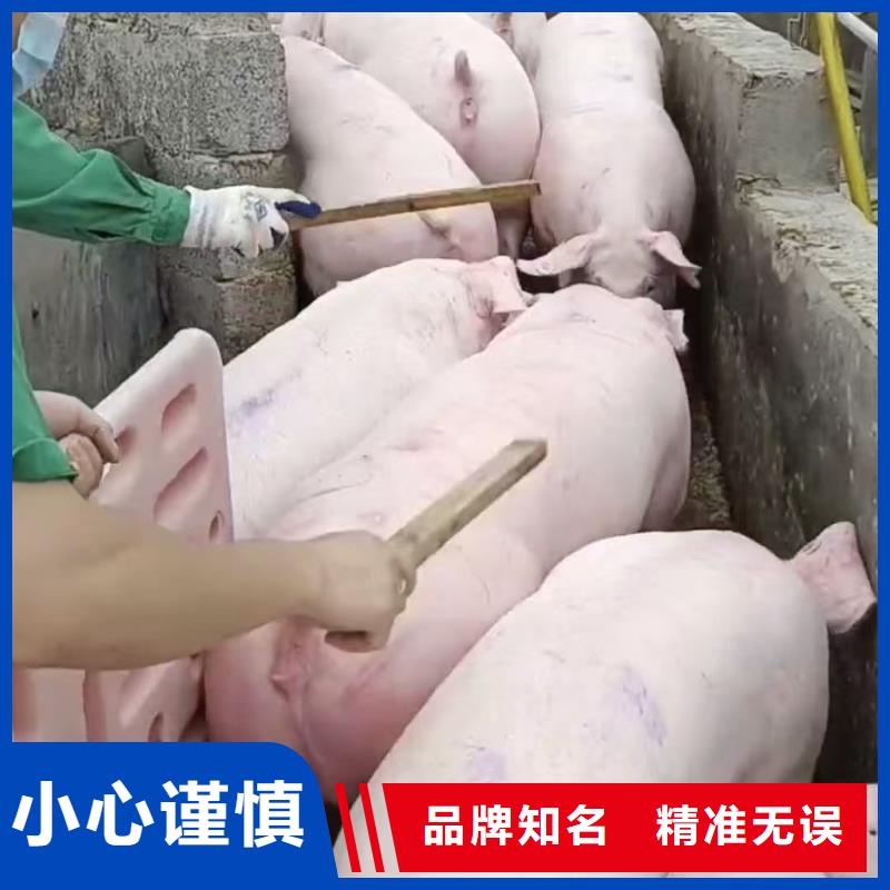 平顶山到活禽运输行业领先