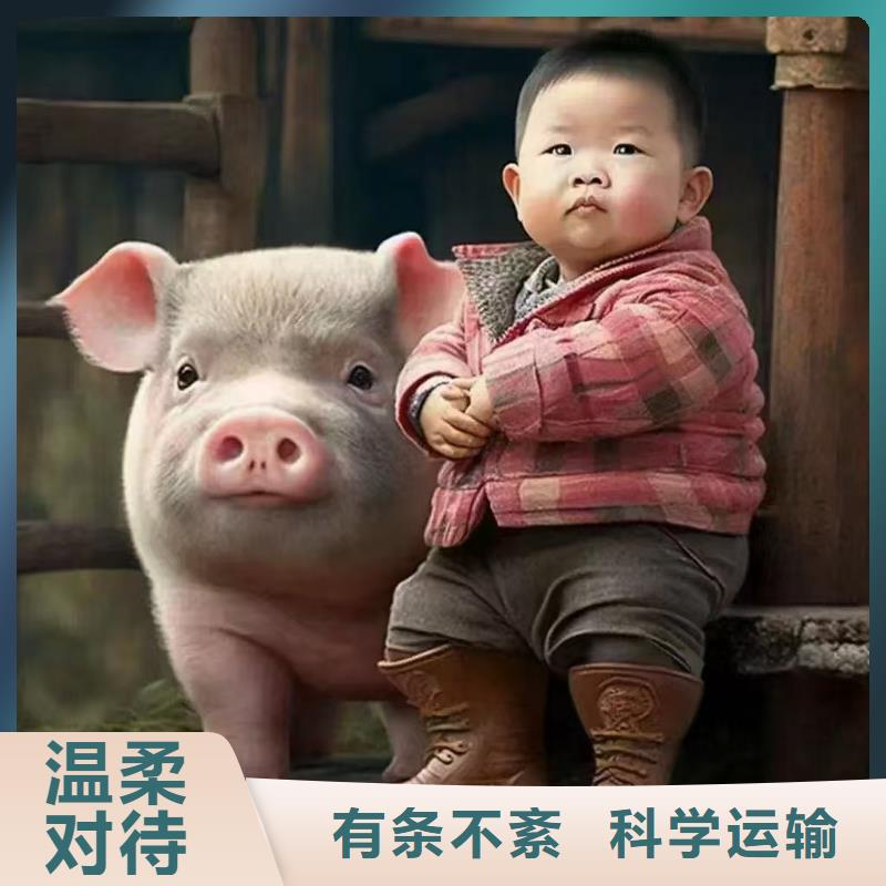 杭州到高栏车肥猪运输精心照料