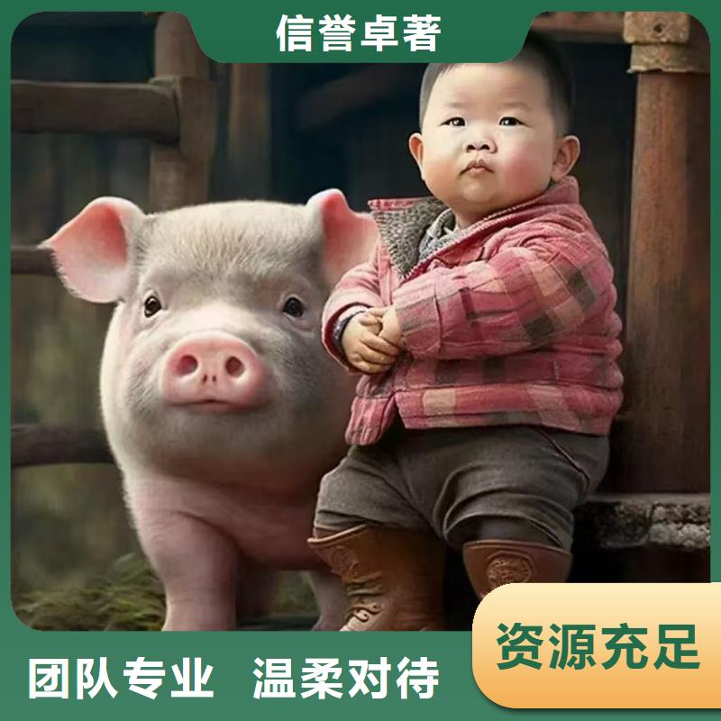 开封到仔猪空调车运输妥善安置