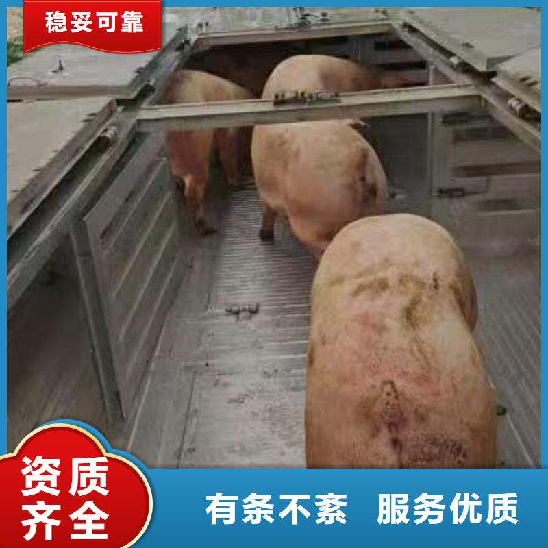 宿迁市沭阳到生猪空调车运输合规经营