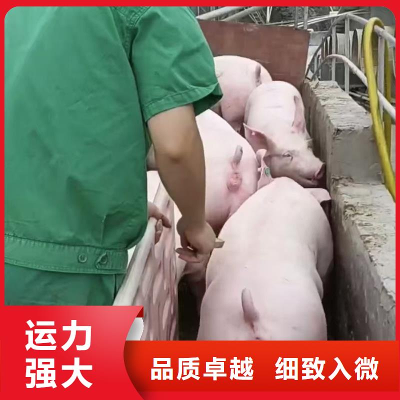 宿迁市沭阳到活禽物流整车