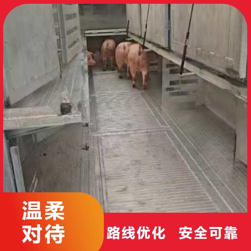 宿迁到猪运输运力强大