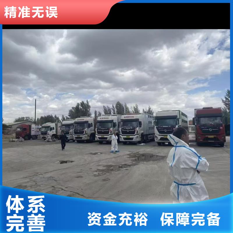 宿迁市泗洪到羊运输照料精心