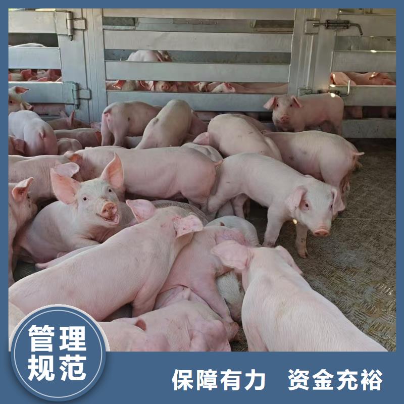 宿迁市沭阳到猪运输有序顺畅