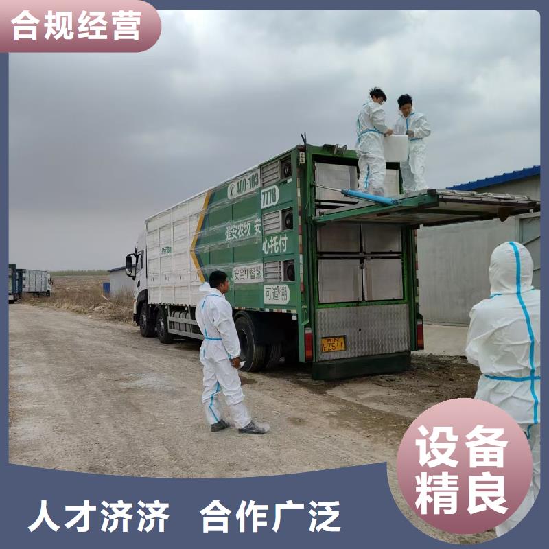 枣庄到猪笼车运输行业领先