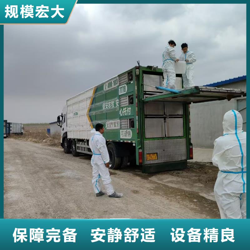 宿迁市泗阳到仔猪运输正规物流