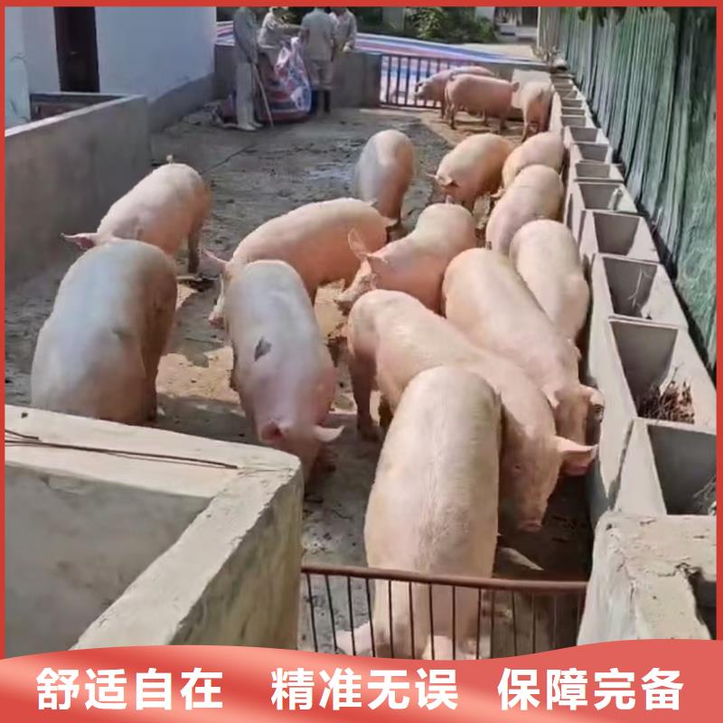 宿迁到猪笼车运输合理
