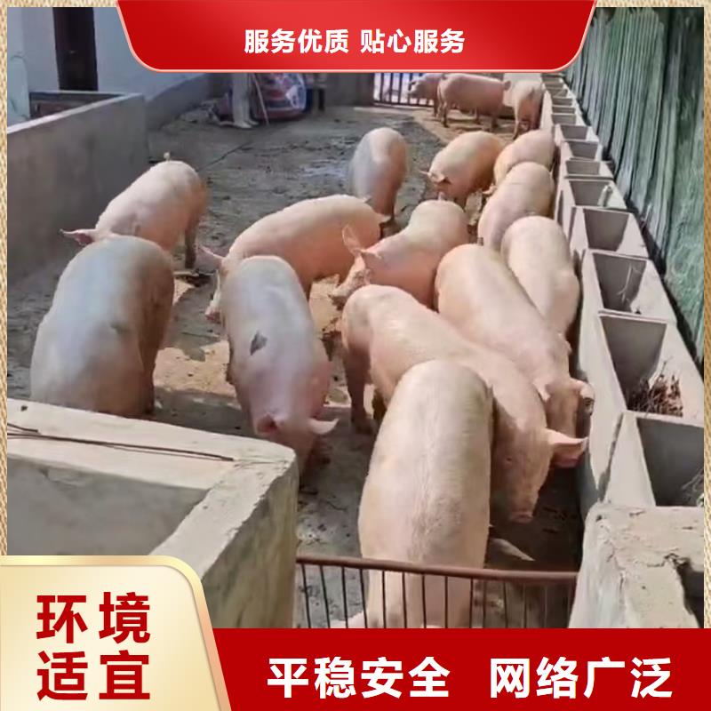 苏州到猪笼车物流运力强大