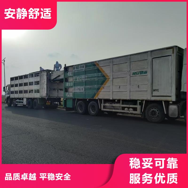 六安到猪运输精准无误