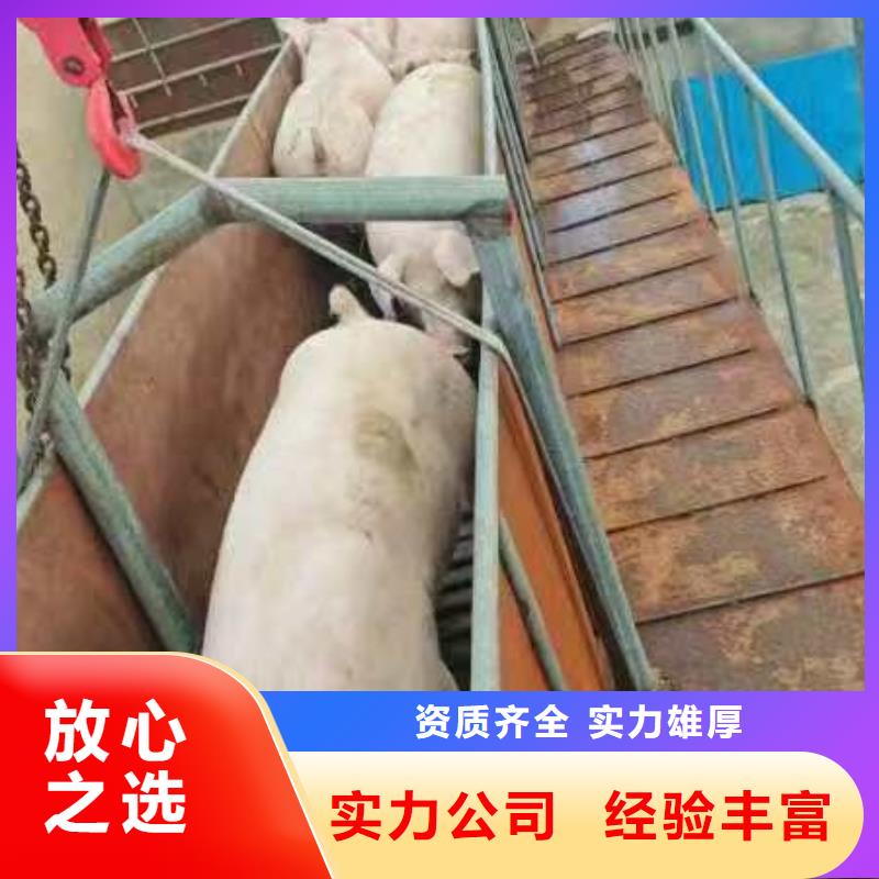 绍兴至肥猪运输恒温车实力团队