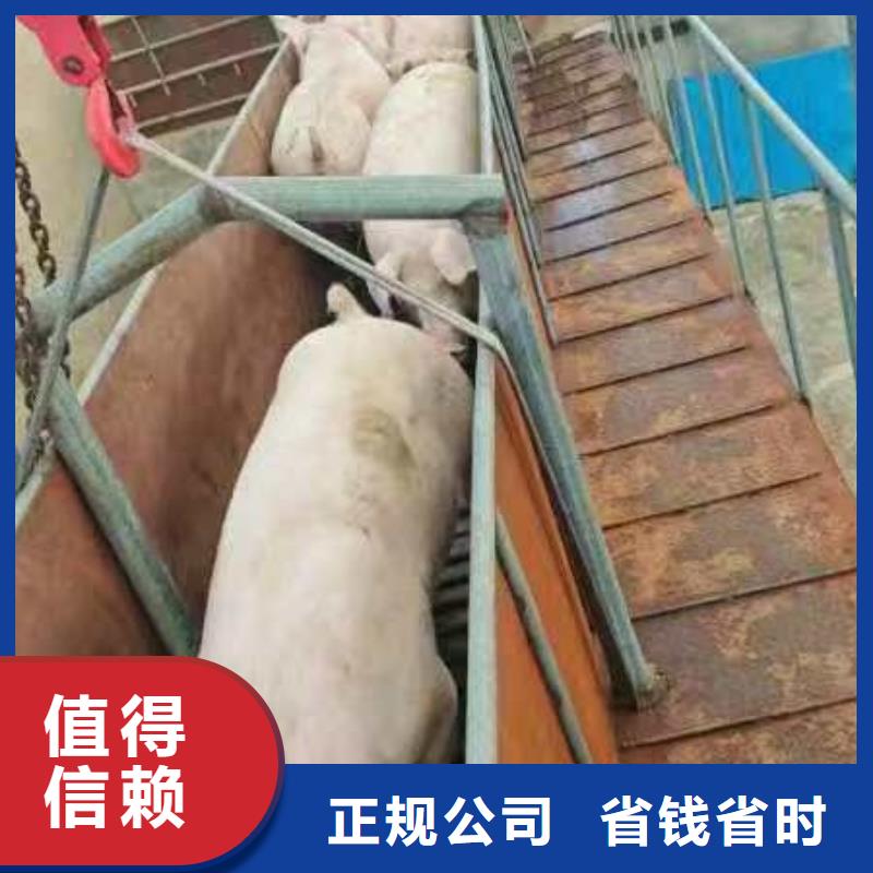 南阳至高栏车肥猪运输实力雄厚