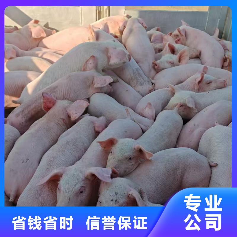 宿迁泗阳到畜禽物流体系完善