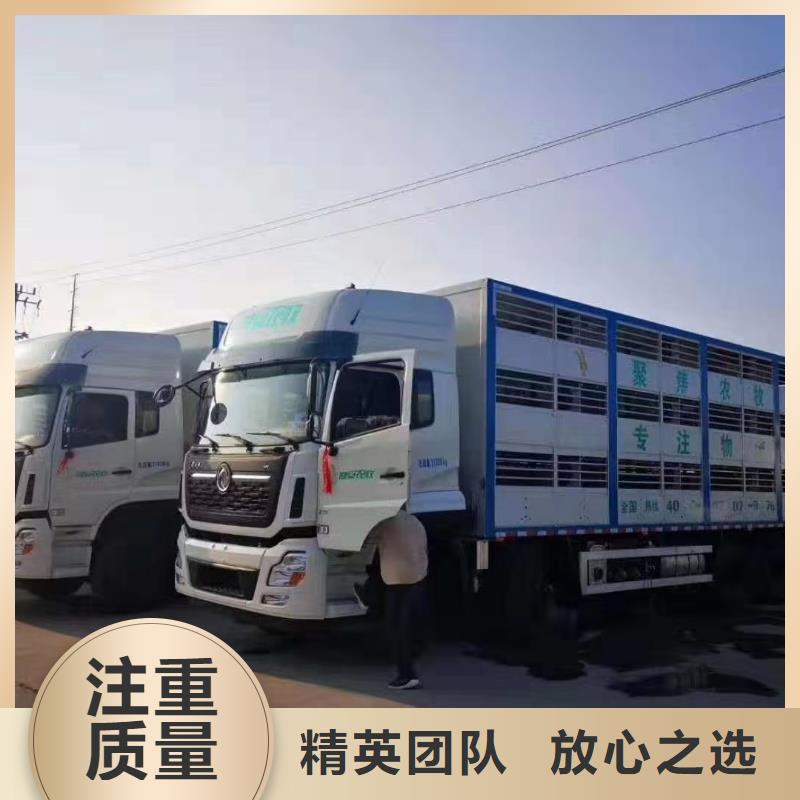 焦作到猪只贸易小心谨慎