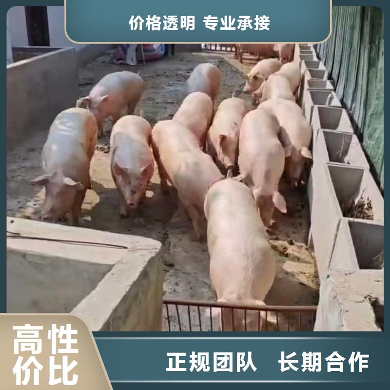 平顶山至原料运输经验丰富