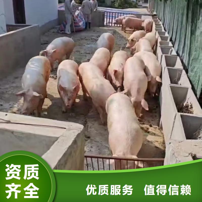 淮安到高栏车肥猪运输-专用车品质卓越