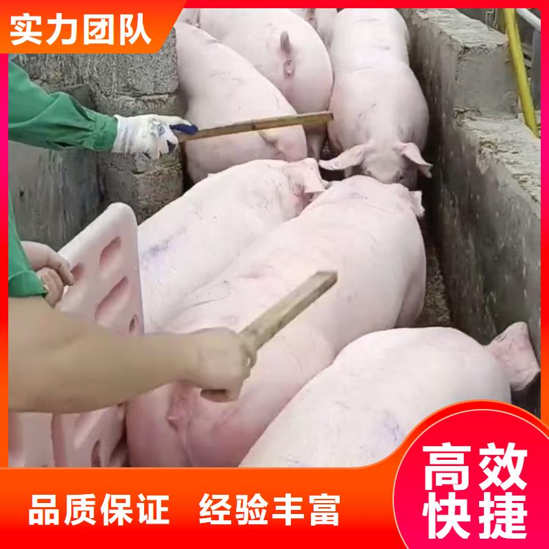 南通到猪牛羊运输空调车匠心品质