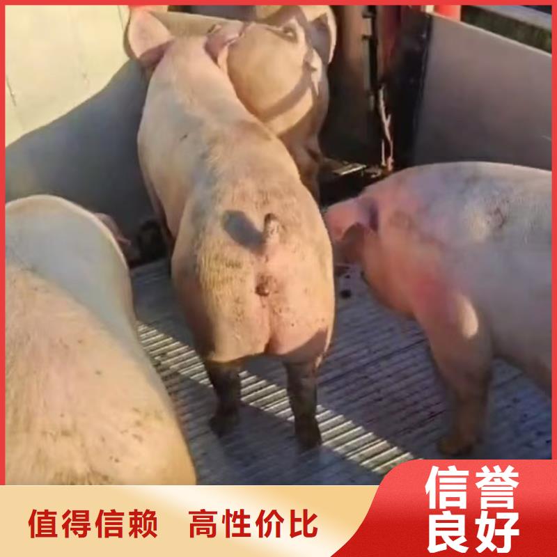 宿迁泗洪到牛运输团队专业