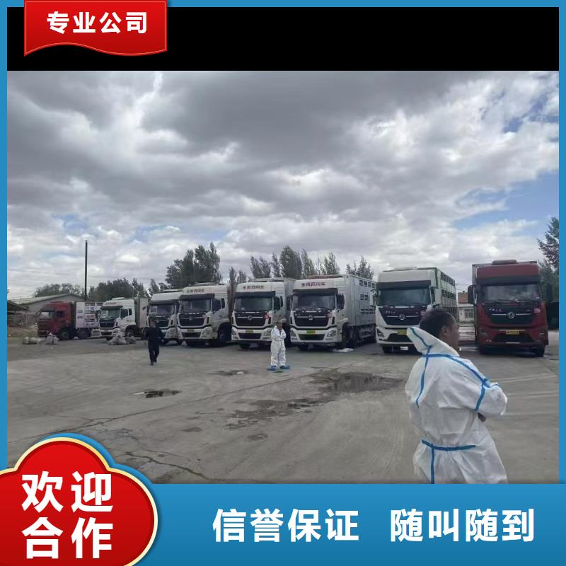 温州到肥猪运输恒温车专业可靠