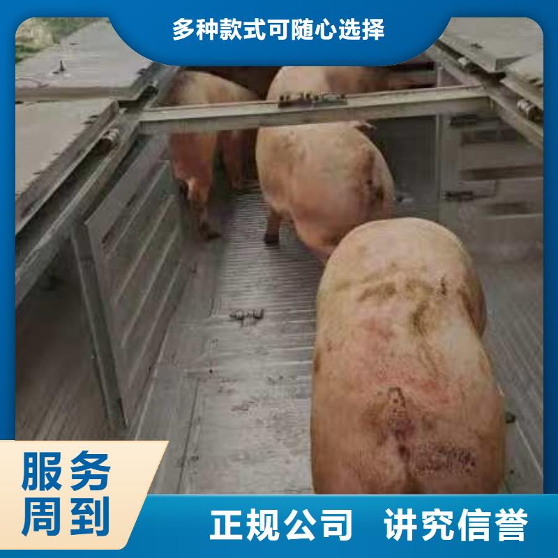 绍兴至肥猪运输恒温车实力团队