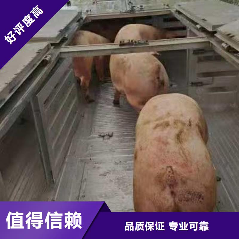 宿迁到种猪空调车运输温柔对待