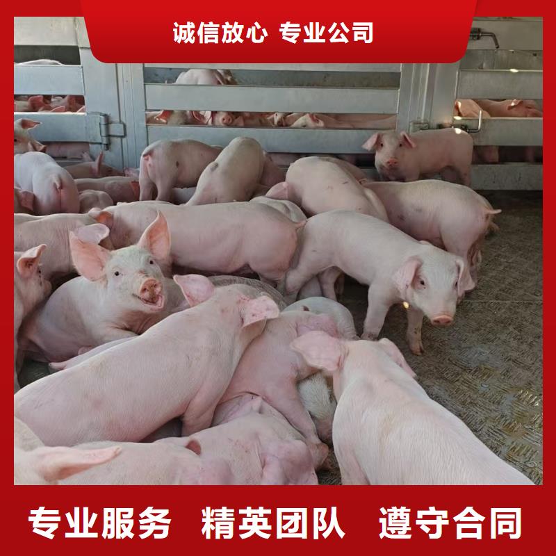 滁州至种猪运输放心省心