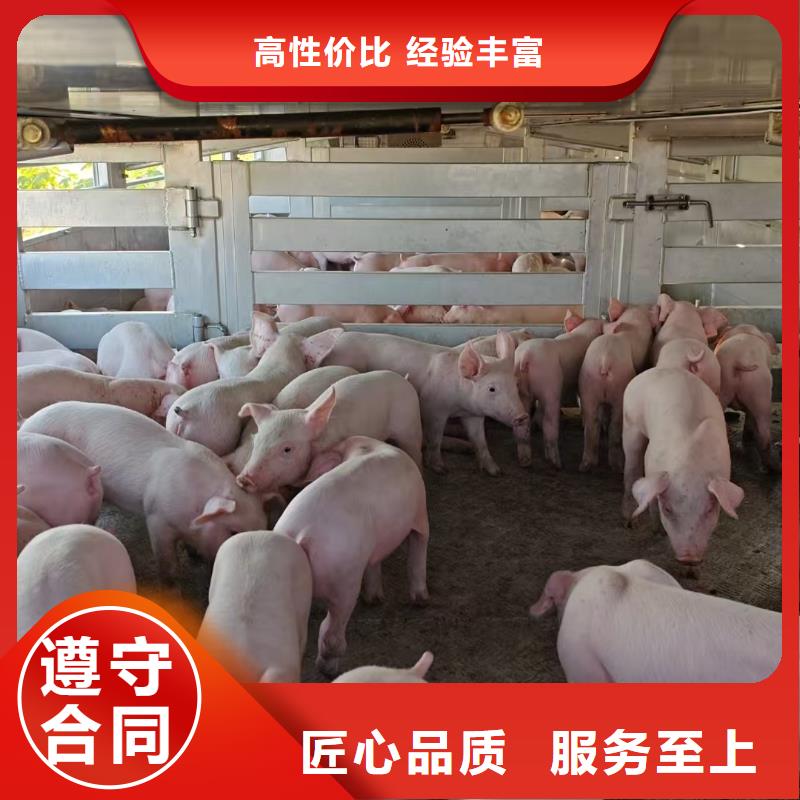 宁波至猪牛羊运输恒温车资质齐全