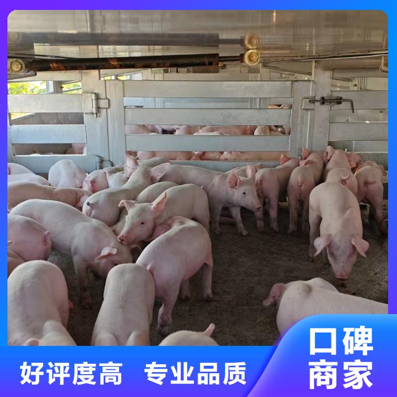 宿迁到仔猪恒温车运输服务优质