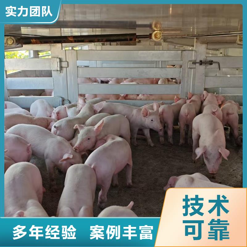 泰州到生猪空调车运输无忧