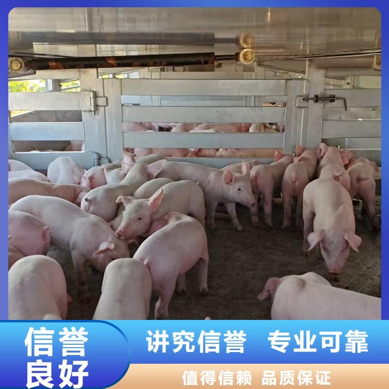 宿迁泗洪到原料运输信誉良好