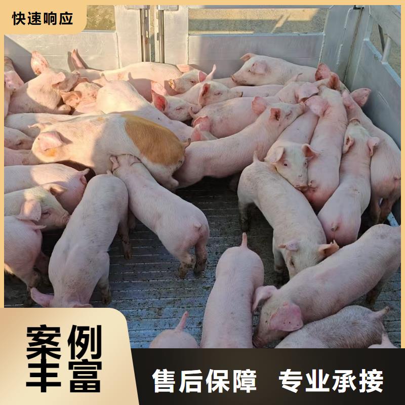 泗阳县至活禽运输空调车口碑商家