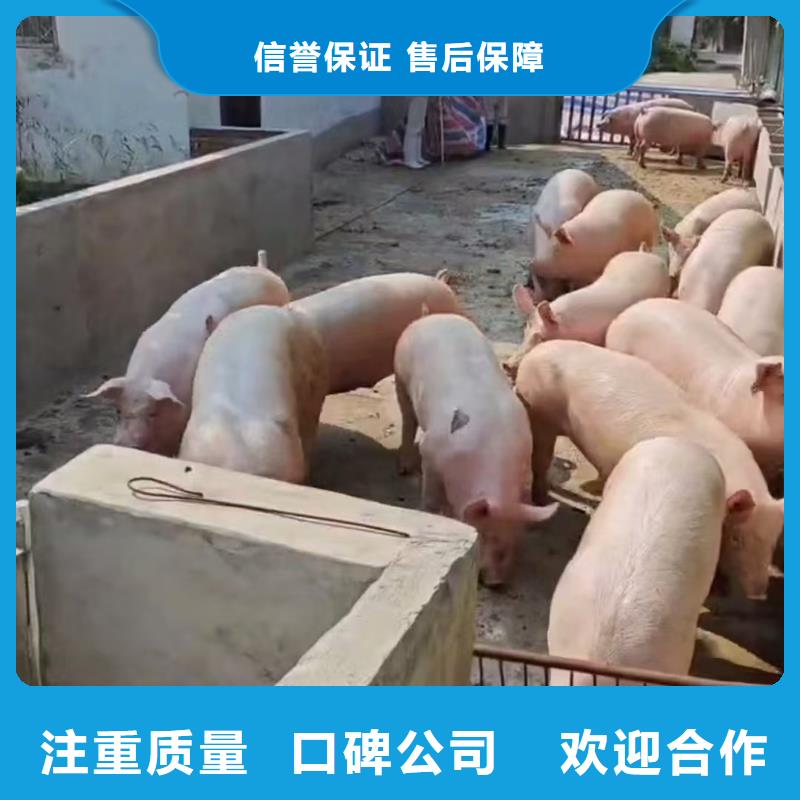 丽水至羊运输专用车平稳