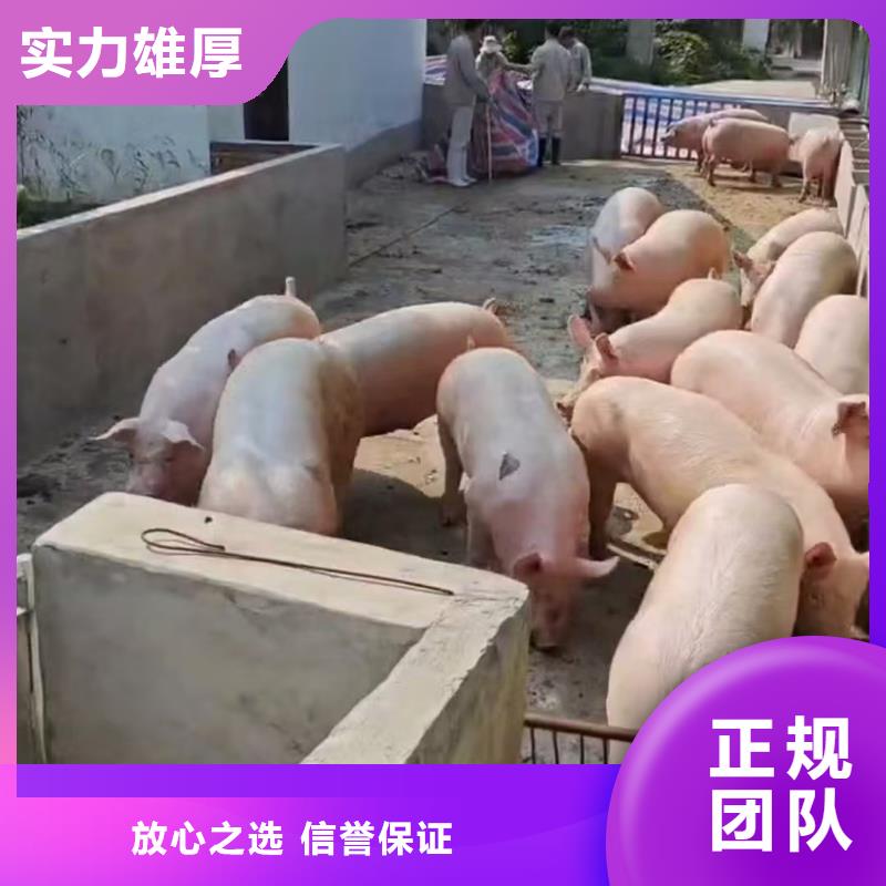 宿迁泗洪到牛运输团队专业