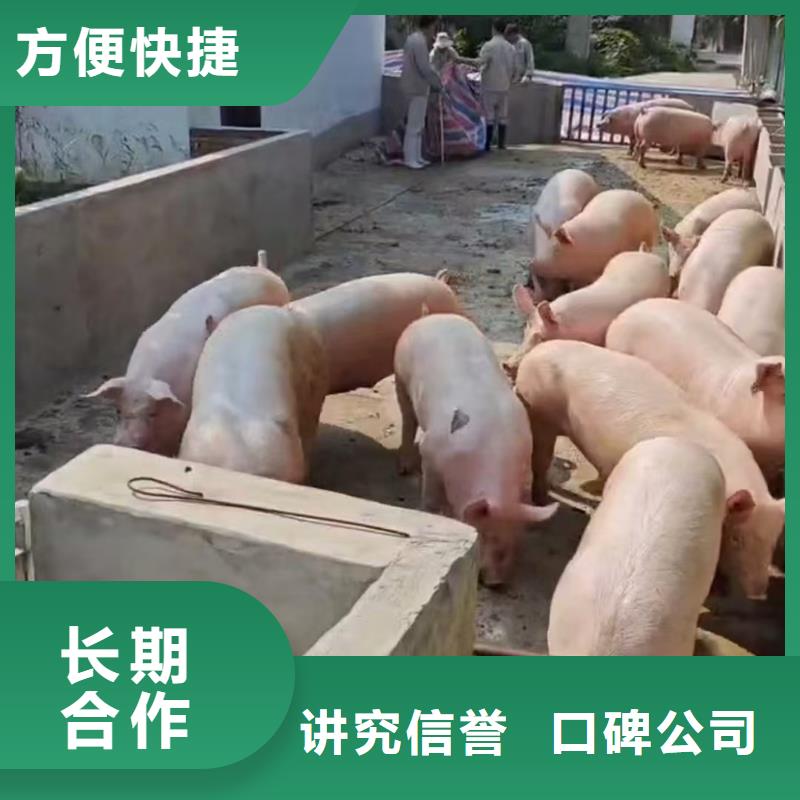 平顶山至原料运输经验丰富