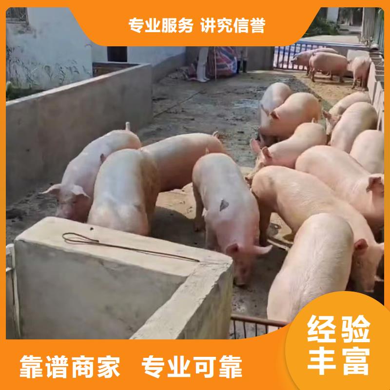 泰安至猪只运输专用车专业专注