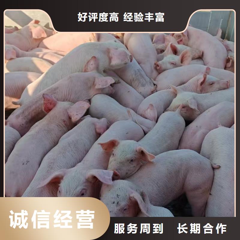 东海到猪牛羊运输恒温车技术成熟