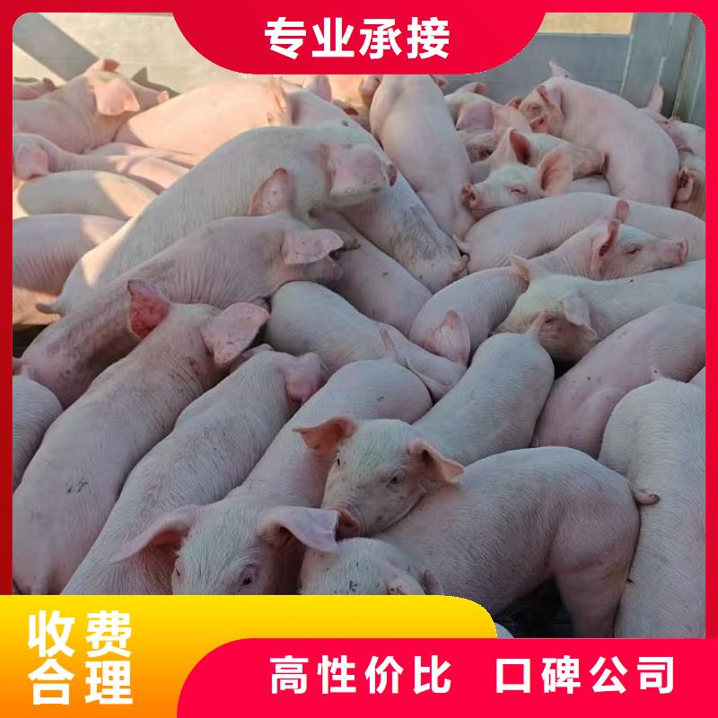 平顶山至原料运输经验丰富