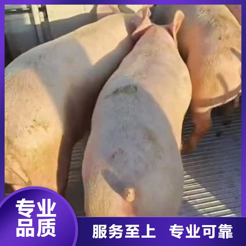 宿迁到活禽运输空调车专业专注