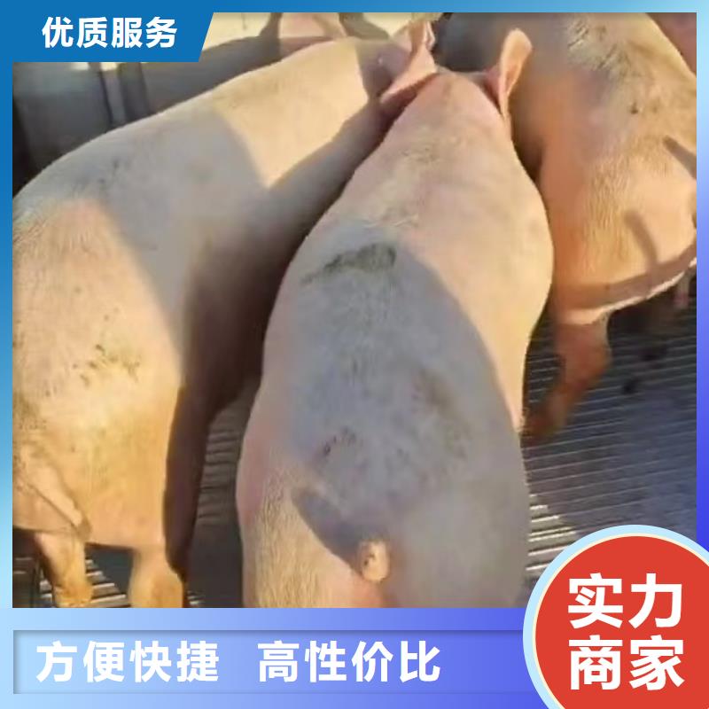 东营到活禽运输空调车遵守合同
