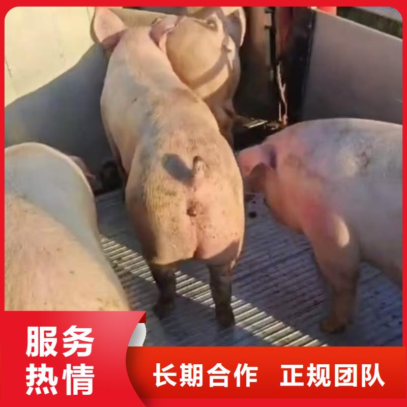 宿迁到仔猪恒温车运输放心省心