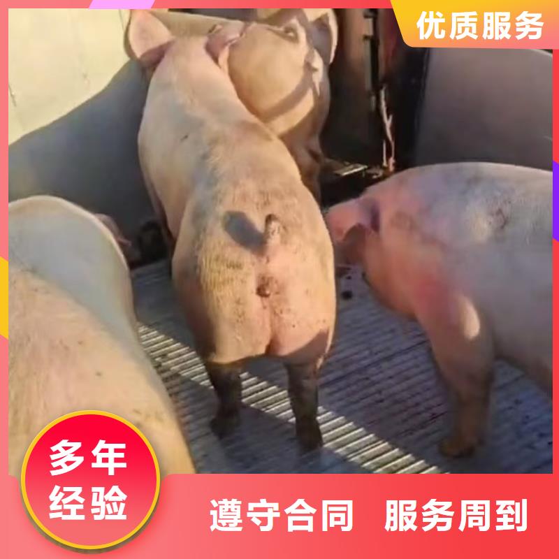 洛阳至二育运输网络广泛