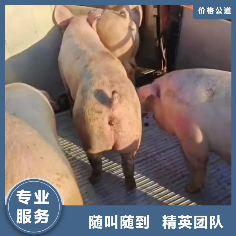 丽水至羊运输专用车平稳