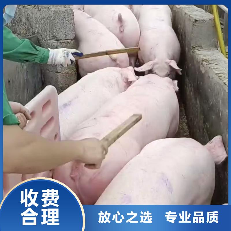 宿州至二育运输恒温车靠谱商家